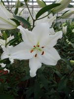 [5347 Snow Patrol 18 ST No01.JPG]